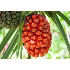 Hala Fruit