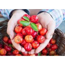 Acerola