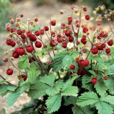 Alpine Strawberry