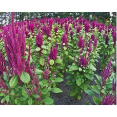 Amaranth Leaf