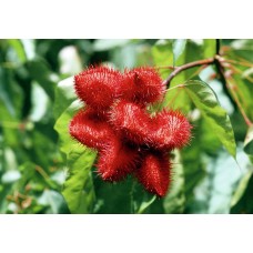Annatto