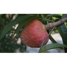 Annona