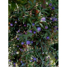 Appleberry