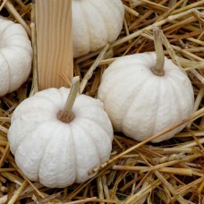Baby Boo Pumpkin