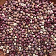 Bambara Groundnut