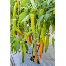 Banana Pepper