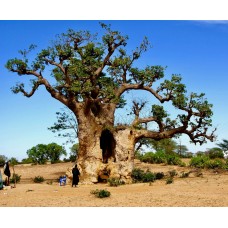 Baobab Leaves