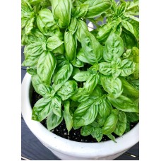Basil