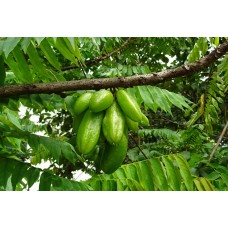 Bilimbi