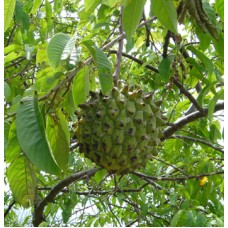 Biriba
