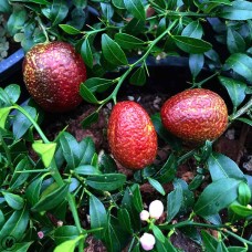 Blood Lime
