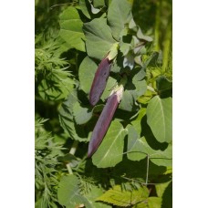 Blue Pea