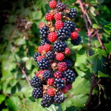 Bramble