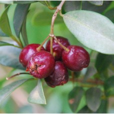 Brush Cherry