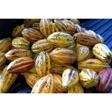 Cacao