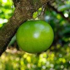 Calabash