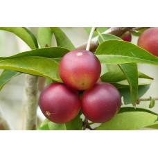 Camu Camu
