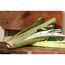Cardoon