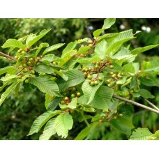 Cascara