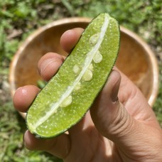 Caviar Lime