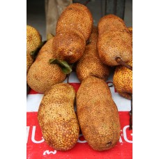 Cempedak