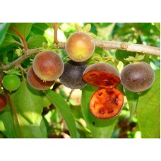 Ceylon Gooseberry