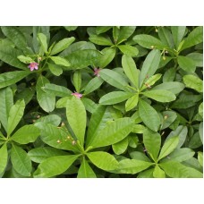 Ceylon Spinach