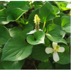 Chameleon Plant