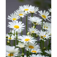 Chamomile