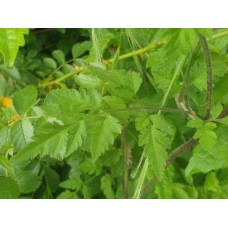 Chervil Root