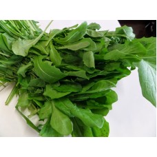 Chicory