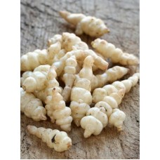 Chinese Artichoke