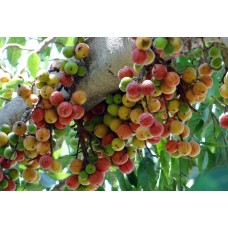 Cluster Fig