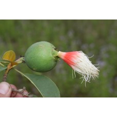 Cocky Apple