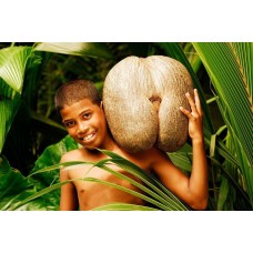 Coco De Mer
