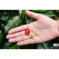 Coffee Fruit