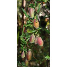 Common Apple Berry
