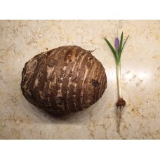 Corms