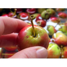 Crab Apple