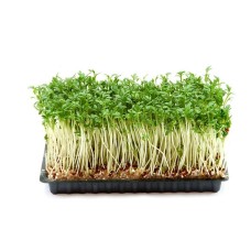 Cress