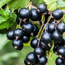 Currant
