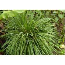 Cymbopogon