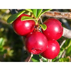 Dangle Berry