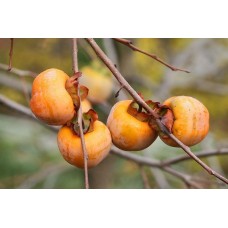 Date Plum