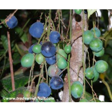 Davidson’s Plum