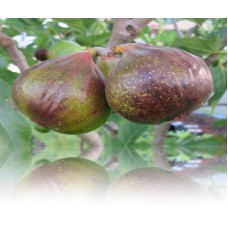 Desert Fig