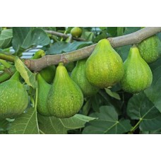 Desert King Fig