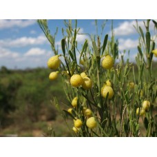 Desert Lime