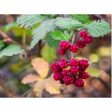 Dewberry