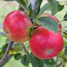 Discovery Apple